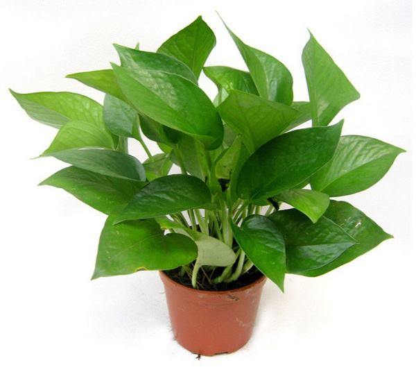 除甲醛植物排行榜前十名，你知道幾個(gè)？